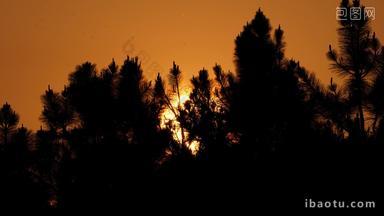 太阳下山日落夕阳松树逆光金色剪影